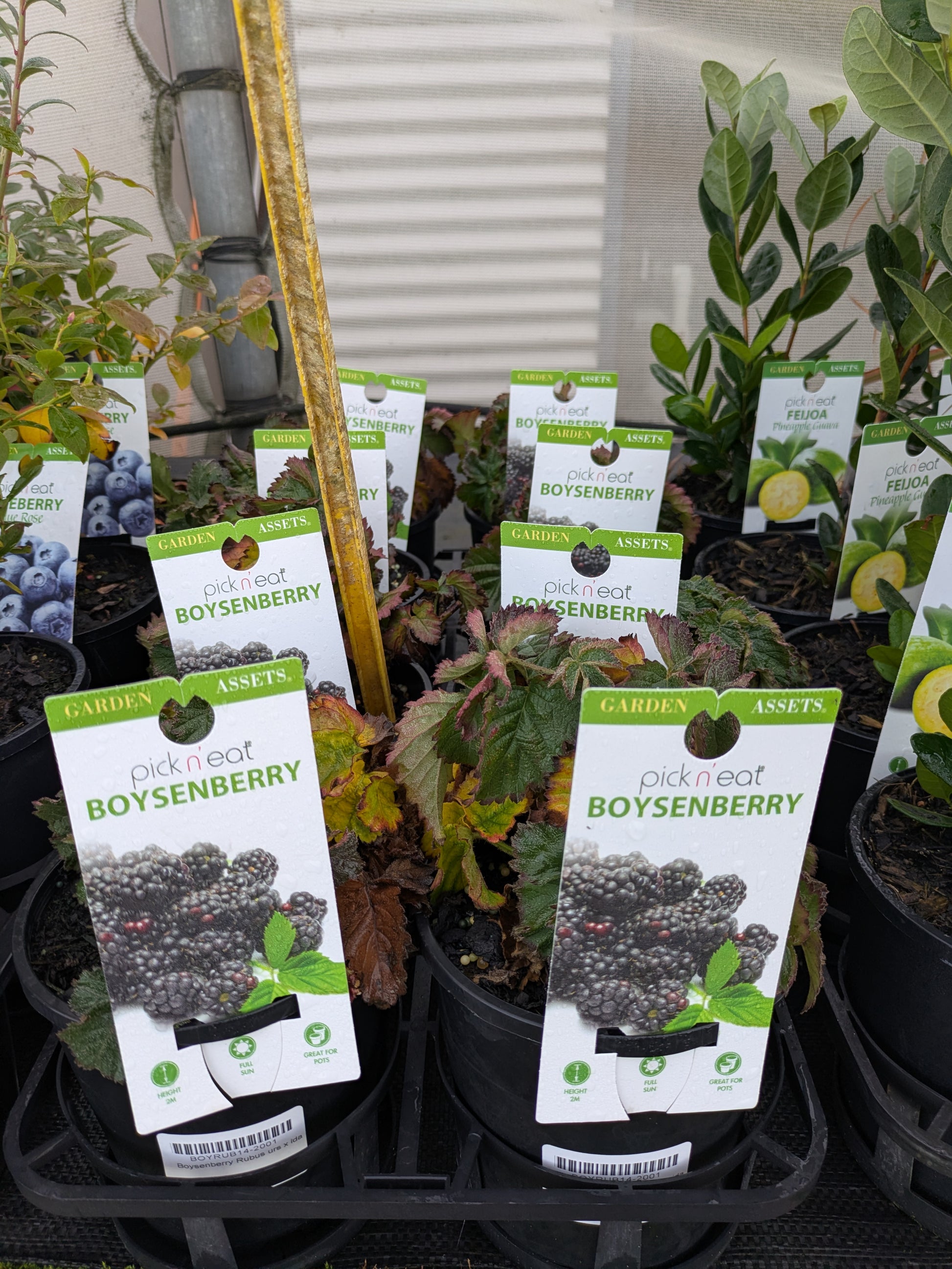 boysenberry plants in pots Rubus ursinus x. idaeus – The Plant Broker