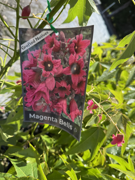 Brachychiton Magenta Bells Grafted