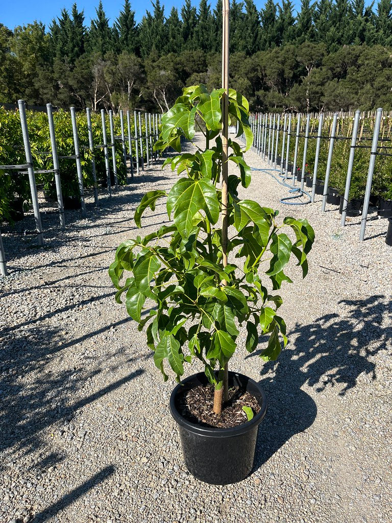 Brachychiton x acerifolius 'Little Illawarra' pbr