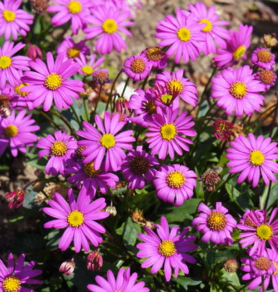 Brachyscome Fresco Candy