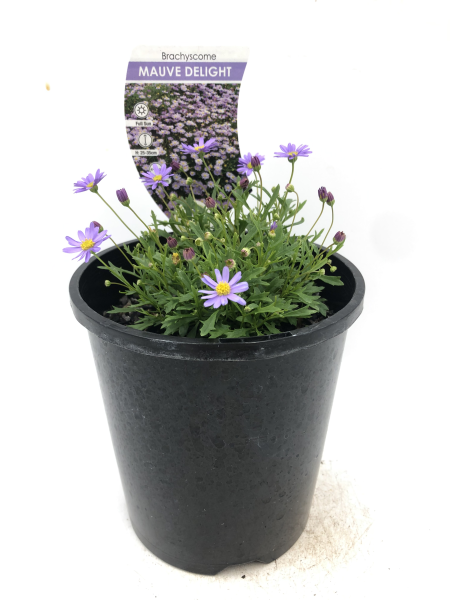 Brachyscome Mauve Delight