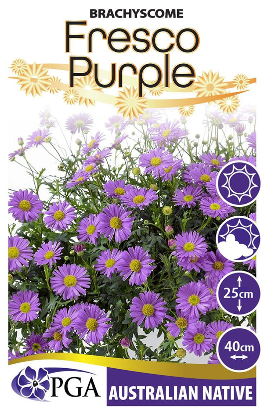 Brachyscome ‘Fresco Purple’