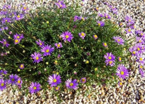 Brachyscome multifida Break O Day