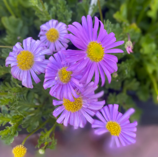 Brachyscome multifida Jumbo Mauve