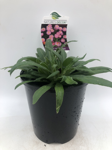 Bracteantha Mohave Pink
