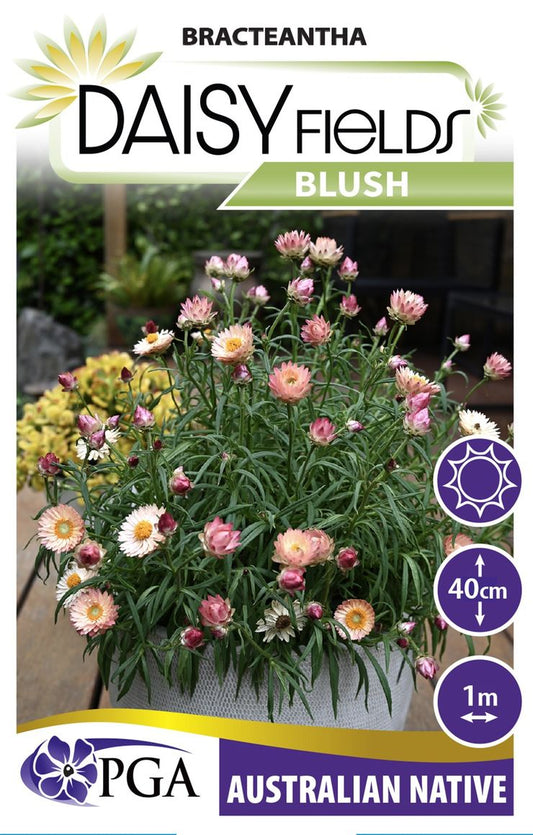 Bracteantha 'Daisy Fields Blush'