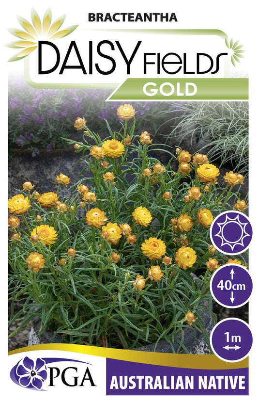 Bracteantha ‘Daisy Fields Gold’