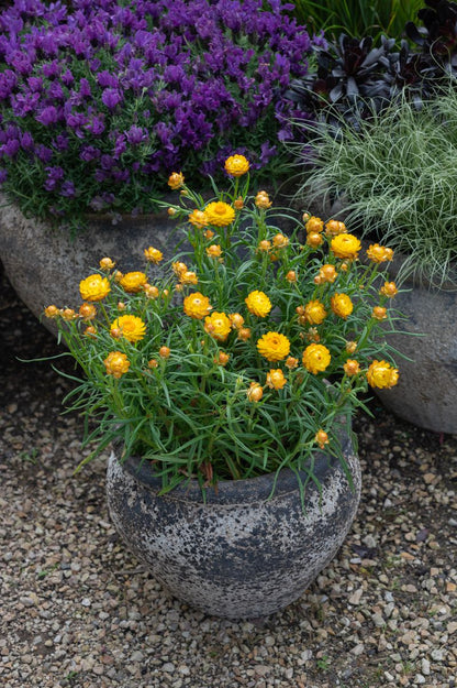 Bracteantha ‘Daisy Fields Gold’
