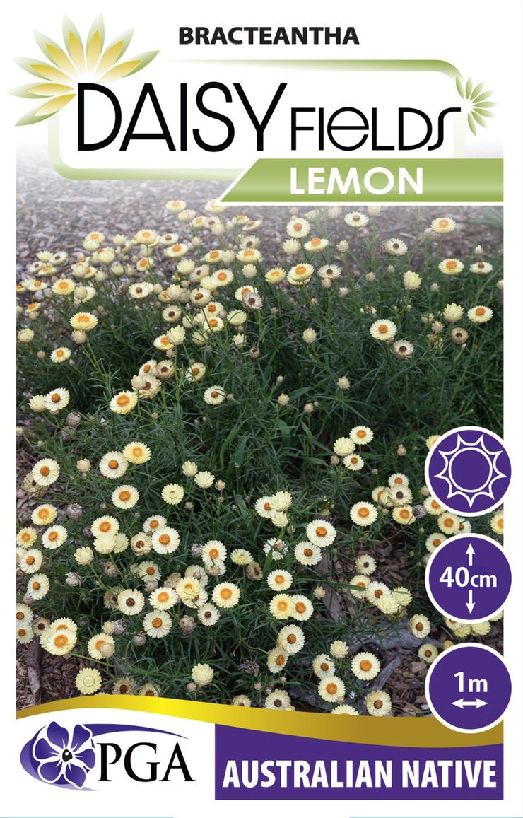 Bracteantha ‘Daisy Fields Lemon’