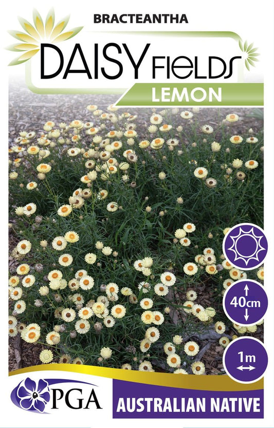 Bracteantha ‘Daisy Fields Lemon’