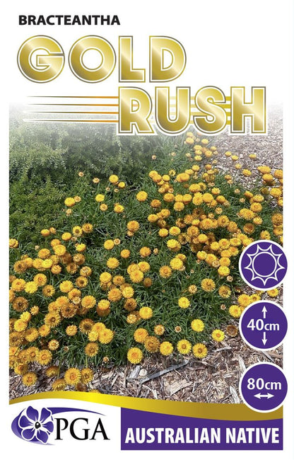 Bracteantha ‘Gold Rush’