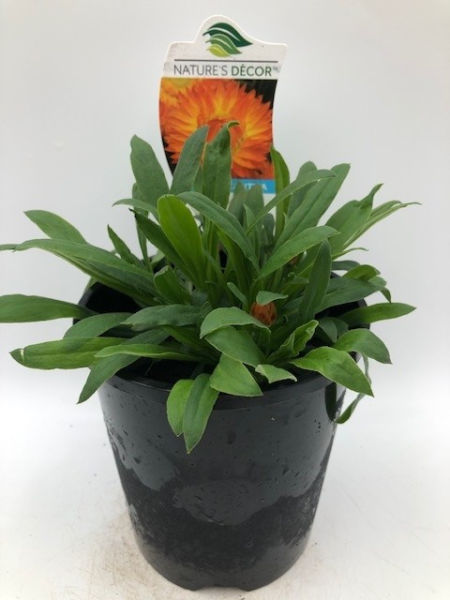 Bracteantha mohave orange