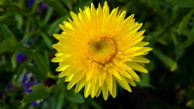 Bracteantha spp. Yellow