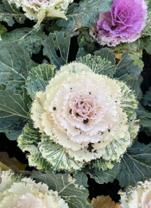Brassica oleracea
