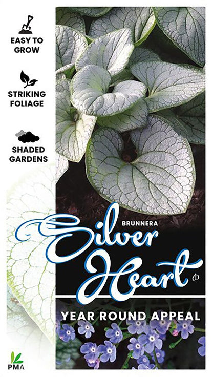 Brunnera ‘Silver Heart’