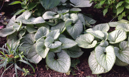 Brunnera ‘Silver Heart’
