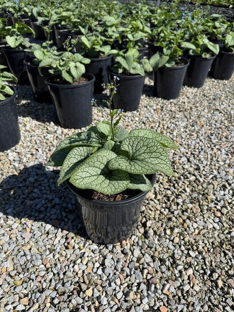 Brunnera macrophylla 'Alexanders Great'