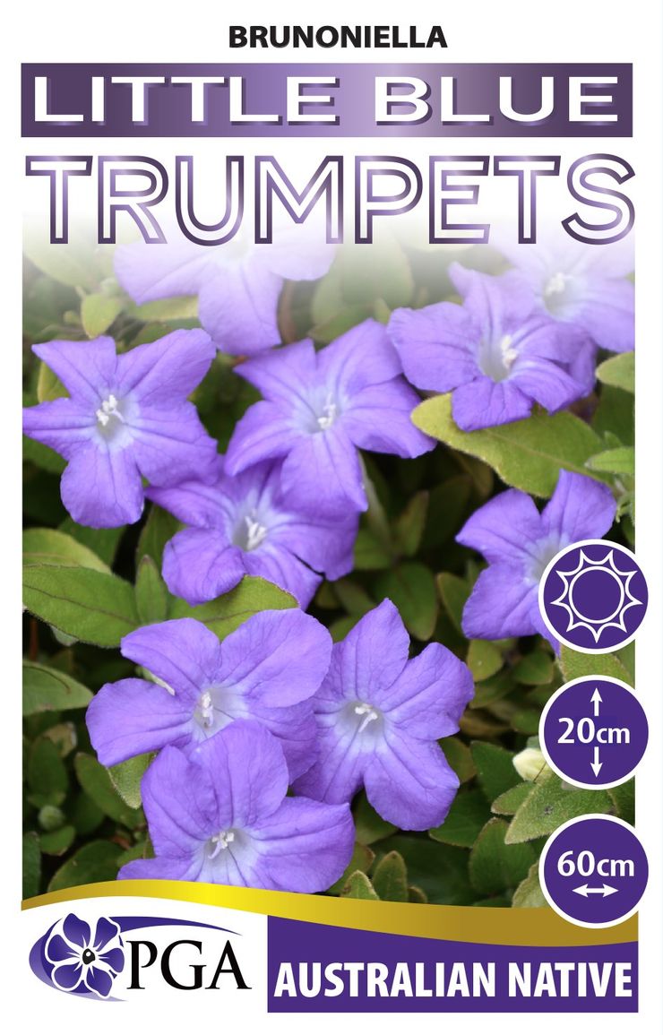 Brunoniella ‘Little Blue Trumpets’