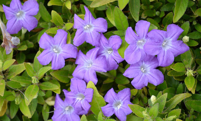 Brunoniella ‘Little Blue Trumpets’