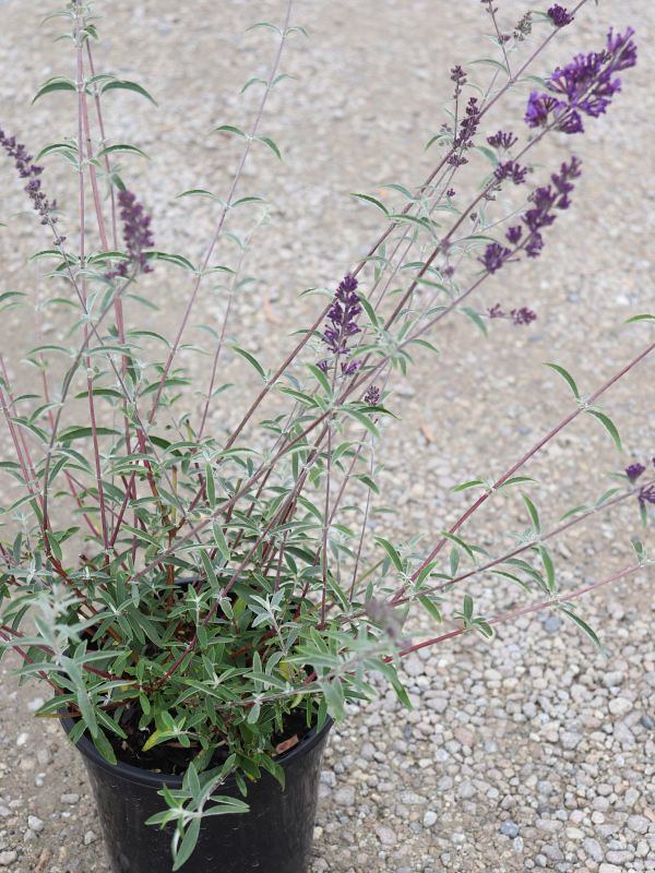Buddleia davidii Nanhoensis