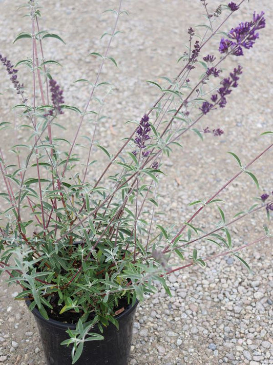 Buddleja davidii Nanhoensis