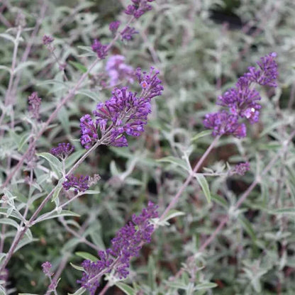Buddleia davidii Nanhoensis