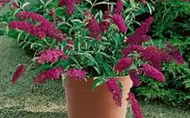 Buddleja CranRazz