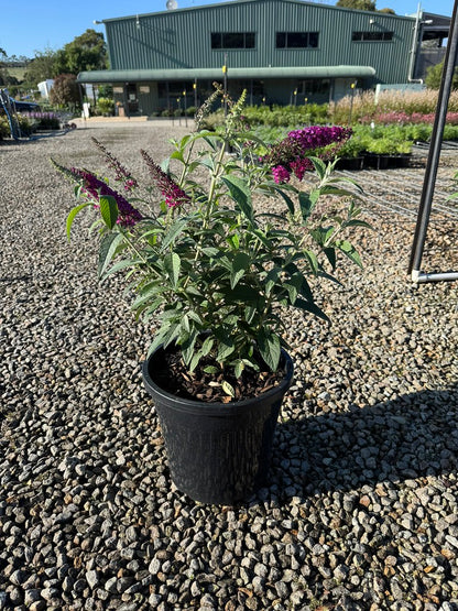 Buddleja CranRazz