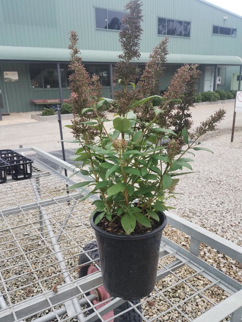 Buddleja Hi Five purple