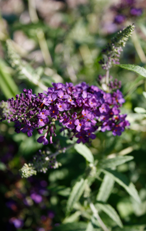 Buddleja Leah Blue