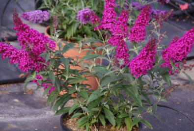 Buddleja davidii Nanho Blue