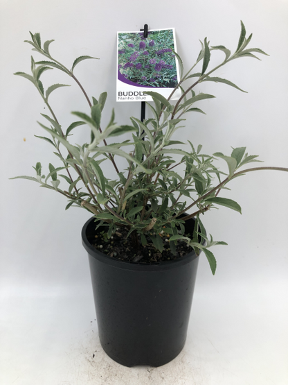 Buddleja davidii Nanho Blue