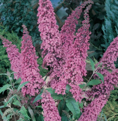 Buddleja davidii Pink Delight
