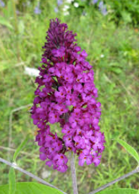 Buddleja davidii Royal Red
