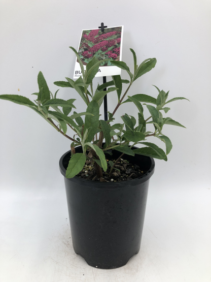 Buddleja davidii Royal Red
