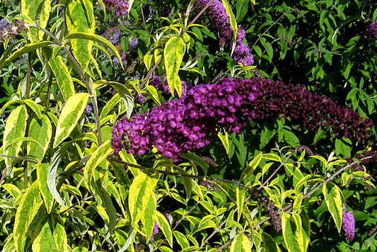 Buddleja davidii Santana
