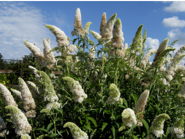 Buddleja davidii White