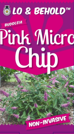 Buddleja Pink Micro chip