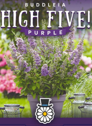 Buddleja Hi Five purple