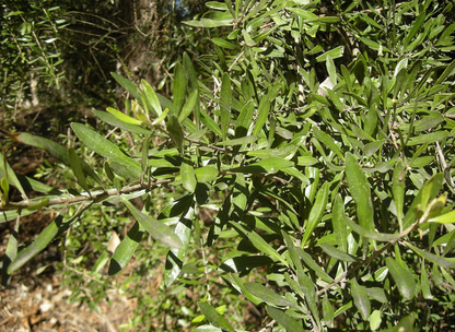 Bursaria spinosa