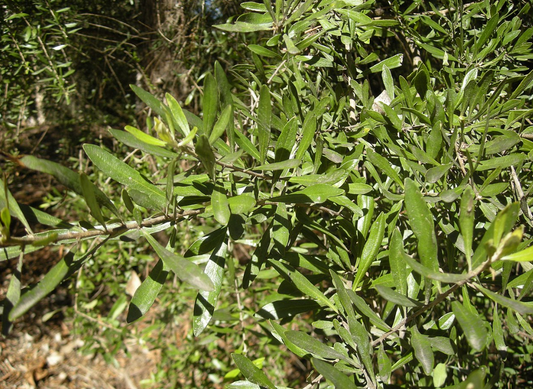 Bursaria spinosa