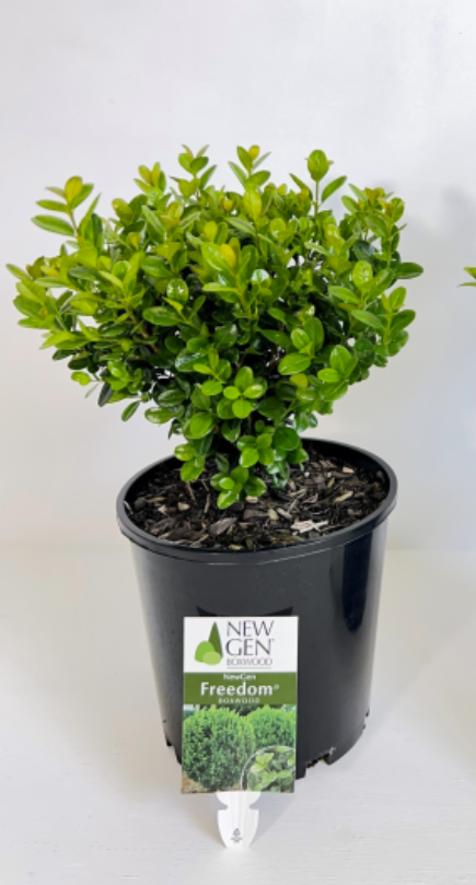 Buxus NewGen 'Freedom'