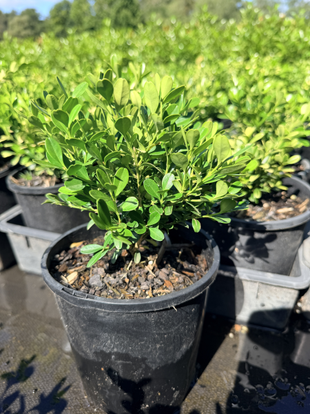 Buxus microphylla Koreana