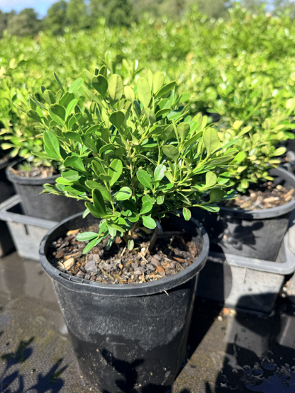 Buxus microphylla Koreana