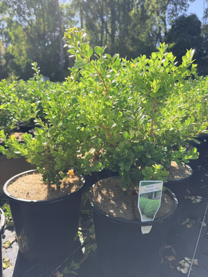 Buxus microphylla japonica