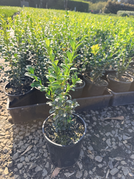 Buxus sempervirens