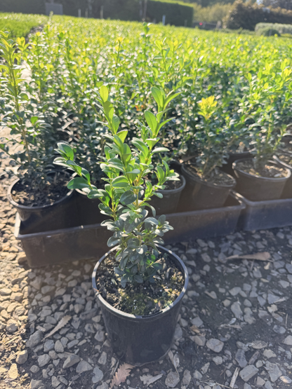 Buxus sempervirens