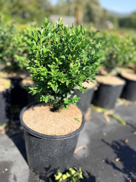 Buxus sempervirens