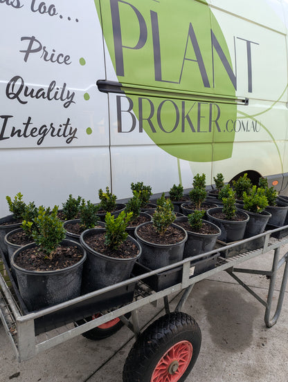 Buxus sempervirens Suffruiticosa