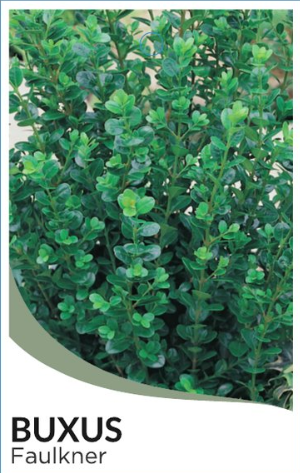Buxus microphylla Faulkner